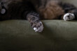 © Gillian Vann/Stocksy - cat paw on sofa