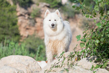 Samoyed In The River