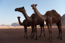 Camels In Wadi Rum