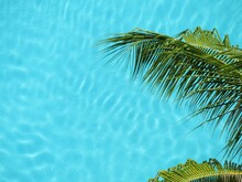 Palm Tree Over Pool Water