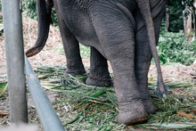 A Captive Elephant