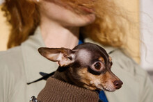 Woman With Toy Terrier Dog