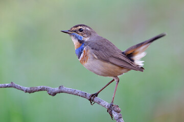 Wall Mural - beautiful bird has blue marking on its chest delight posting while perching on thin branch in early morning environment