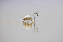 Flamingo Standing In Lake