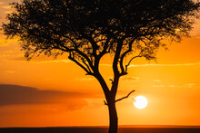 Silhouette Of Tree In African Sunset