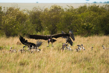 Wild Vultures On Field