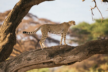 Cheetah On Tree Branch