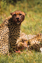 Cheetah Eating Prey In Savanna