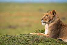 Wild Lioness On Grass