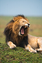 Wild Lion Yawning On Grass
