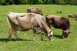 A herd of cows eating grass on the field in the summer
