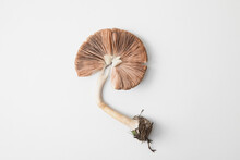 Mushroom Fungus With White Background
