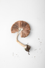Mushroom Fungus With White Background
