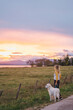 © Daniel Gonzalez/Stocksy - A woman enjoys the scenery with her dog