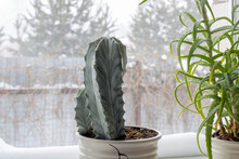 Plants In Pots Stand On A Snow-covered Window, There Is A Lot Of Snow Outside The Window. Winter Concept.