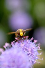 Hoverfly Close Up