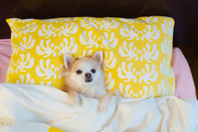 Funny Chihuahua Lying On Pillow Under The Blanket