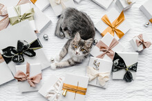 Curious Kitten Playing With Gifts.