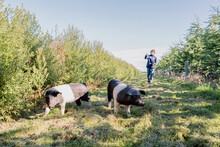 Exercising Free Range Pigs Around A Farm