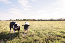 Two Free Range Pigs Eating In A Paddock
