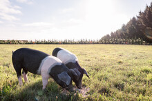 Two Pigs Eating Feed In Large Paddock