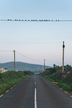 Birds On The Wire Over The Road