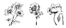 Set Of Hand Drawn Flower Illustrations With Engraved Style, Isolated On White Background, Cosmos, Anemone, Poppy