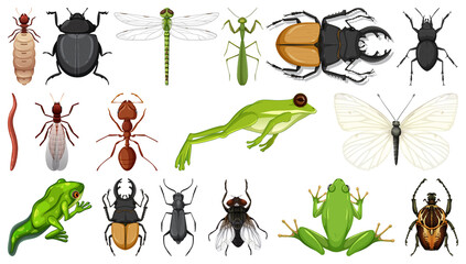 Canvas Print - Different insects collection isolated on white background