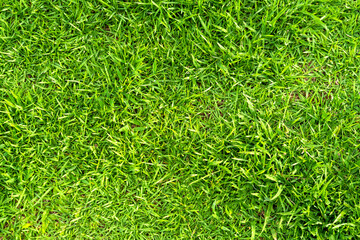 Wall Mural - Green grass texture for background. Green lawn pattern and texture background.