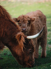 Scottish Highland Calf Looks Over Her Mother