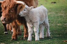 Young Scottish Highland Calf With Mother