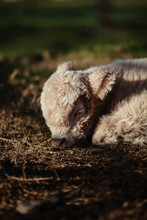 Scottish Highland Calf Sleeping