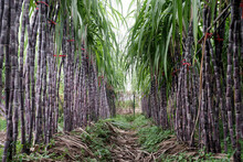 Naturally Grown Sugarcane Field In The Farm
