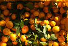 Freshly Picked Organic Oranges