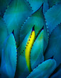 © ALAN SHAPIRO/Stocksy - blue agave from three quarters above