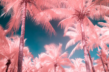 Coconut Trees In Summer