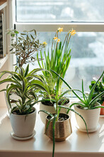 Houseplants By Window.