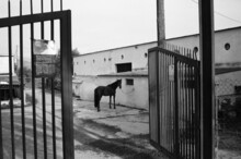 A Horse Near The Stable.