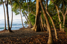 Palm Trees At  Beach Landscape In Costa Rica