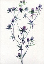 Watercolor Thistle 