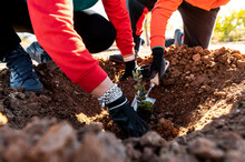 Volunteers Group In Cooperative Teamwork To Plant Trees