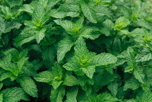 Fresh Mint Herb Plants