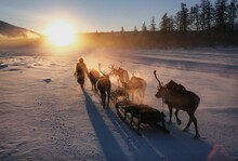 A Reindeer Herder Leading His Herd