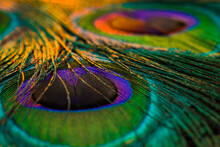 Peacock Feather Detail, Peacock Feather, Peafowl Feather, Bird Feather.