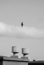 A Seagull Flying Over Two Chimneys.