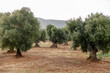 © Nastia Vesna/Stocksy - Olive trees