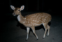 Tame Deer In The Night