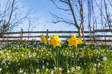 Wall Mural - Wild daffodil and wood anemone in a garden