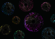 Deep Fractal Art Free Stock Photo - Public Domain Pictures