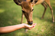 © Ibai Acevedo/Stocksy - Feeding a little deer